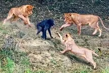 ببینید؛ اعتماد به نفس مرگبار بابون در برابر شیرها