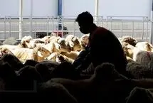 قیمت دام زنده در آستانه عید قربان