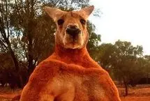 ببینید؛ قدرت‌نمایی یک کانگورو در مقابل سگ‌ها