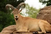 ببینید؛ نجات بز کوهی گرفتار در میان حصار فلزی