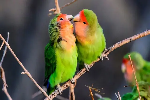 عاشقی به سبک حیوانات: از حلقه‌های شنی تا هدیه‌های فریبنده