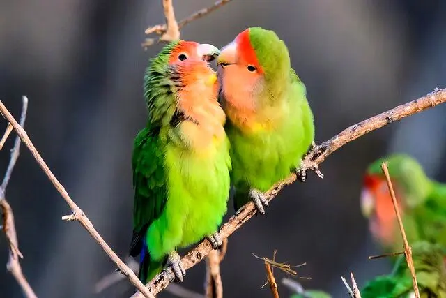 عاشقی به سبک حیوانات: از حلقه‌های شنی تا هدیه‌های فریبنده