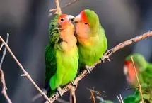 عاشقی به سبک حیوانات: از حلقه‌های شنی تا هدیه‌های فریبنده