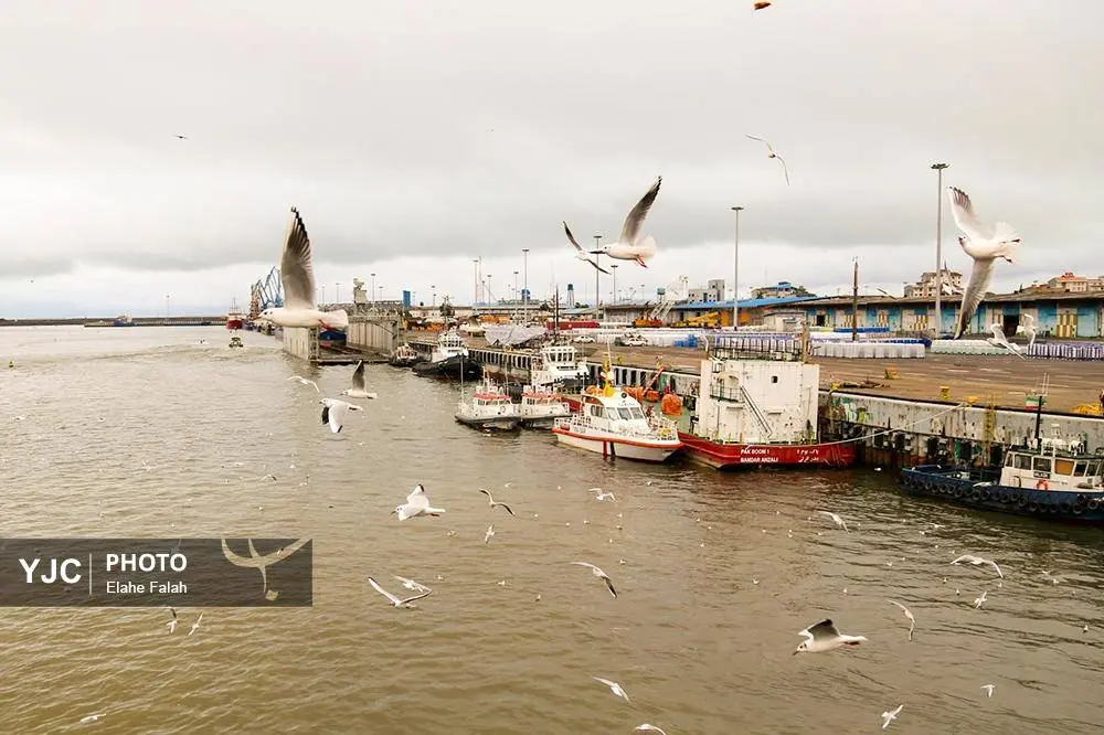 تصاویر؛ کاکایی‌ها؛ تماشایی‌ترین رفت‌وآمد زمستانی انزلی 17