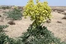 آنغوزه؛ طلای گیاهی با قیمت بالای ده میلیون تومان