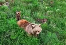 علف خوردن خرس قهوه‌ای و دو توله‌اش در دامنه سبلان