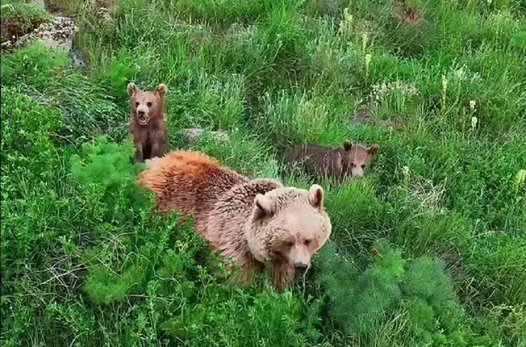 علف خوردن خرس قهوه‌ای و دو توله‌اش در دامنه سبلان