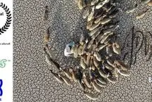 مستند ایرانی در جشنواره فیلم اقلیم بریتانیا