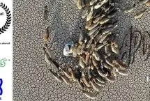 مستند ایرانی در جشنواره فیلم اقلیم بریتانیا
