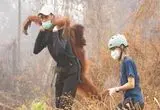 تصاویر دیدنی از رهاسازی اورانگوتان‌های نجات‌یافته 