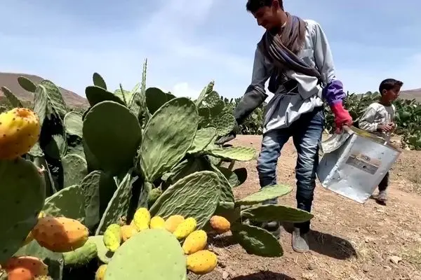 ببینید؛ گلابی خاردار، در خط مقدم اقتصاد یمن