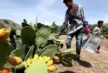 ببینید؛ گلابی خاردار، در خط مقدم اقتصاد یمن