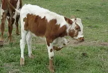 نجات دشوار گوساله گرفتار در گودال گِلی