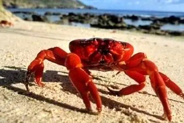 مهاجرت میلیون‌ها خرچنگ قرمز از جزیره کریسمس
