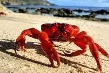 مهاجرت میلیون‌ها خرچنگ قرمز از جزیره کریسمس
