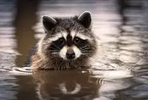 ببینید؛ نجات راکون گرفتار در خیابان سیل‌زده