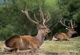 تصاویری از مرال‌ها در پناه جنگل‌های هیرکانی