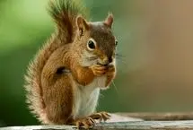 لحظه شکار سنجاب نگون‌بخت توسط یک کایوت