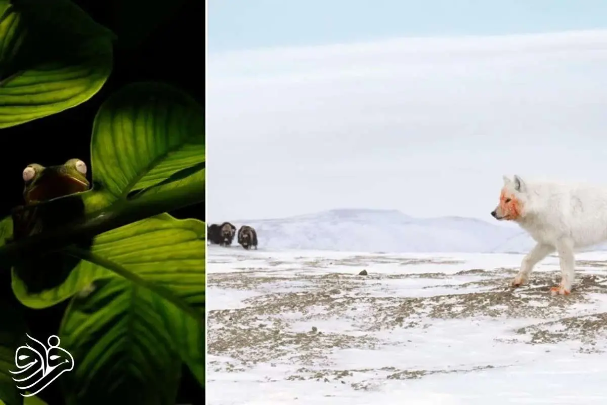 تصاویر نادر طبیعت در قاب عکاسان برتر جهان ۲۰۲۵