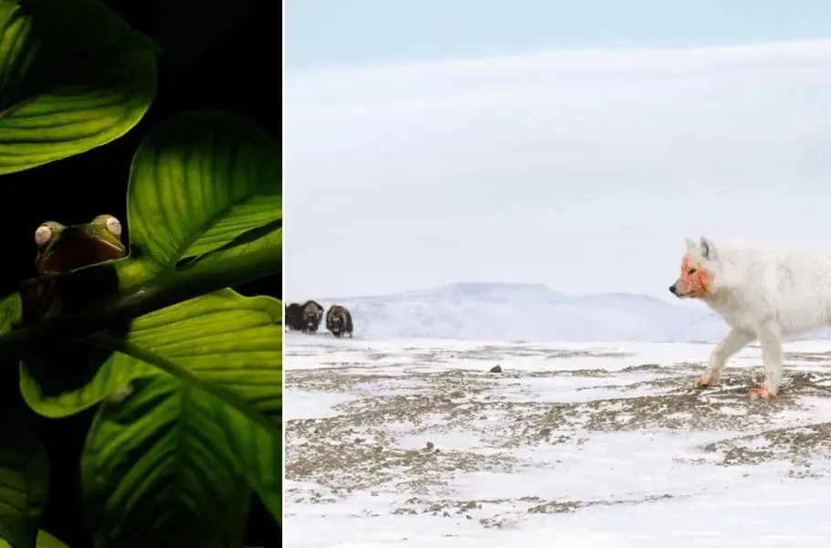 تصاویر نادر طبیعت در قاب عکاسان برتر جهان ۲۰۲۵