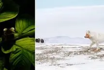 تصاویر نادر طبیعت در قاب عکاسان برتر جهان ۲۰۲۵