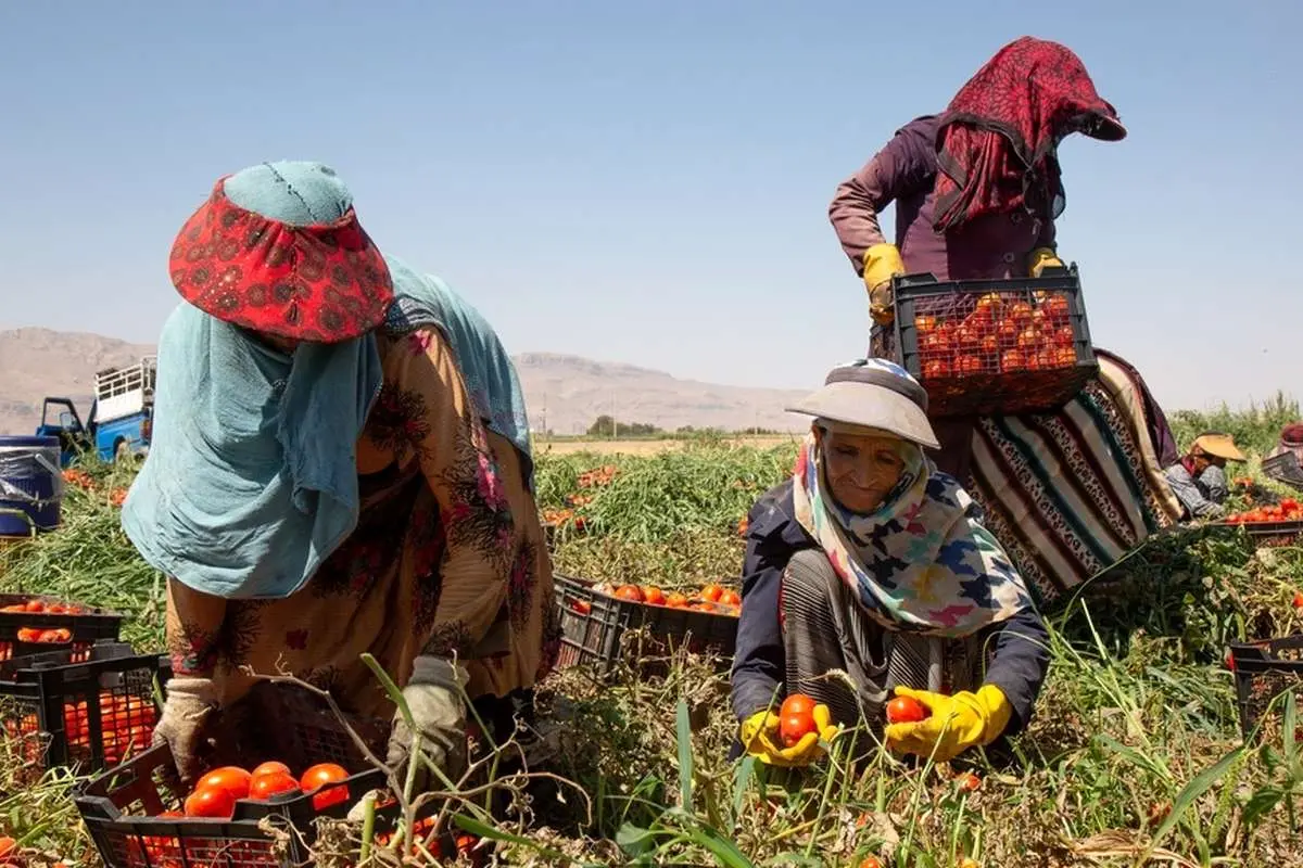 در جستوجوی یک لقمه نان/ رنجنامه زنان کارگر فصلی