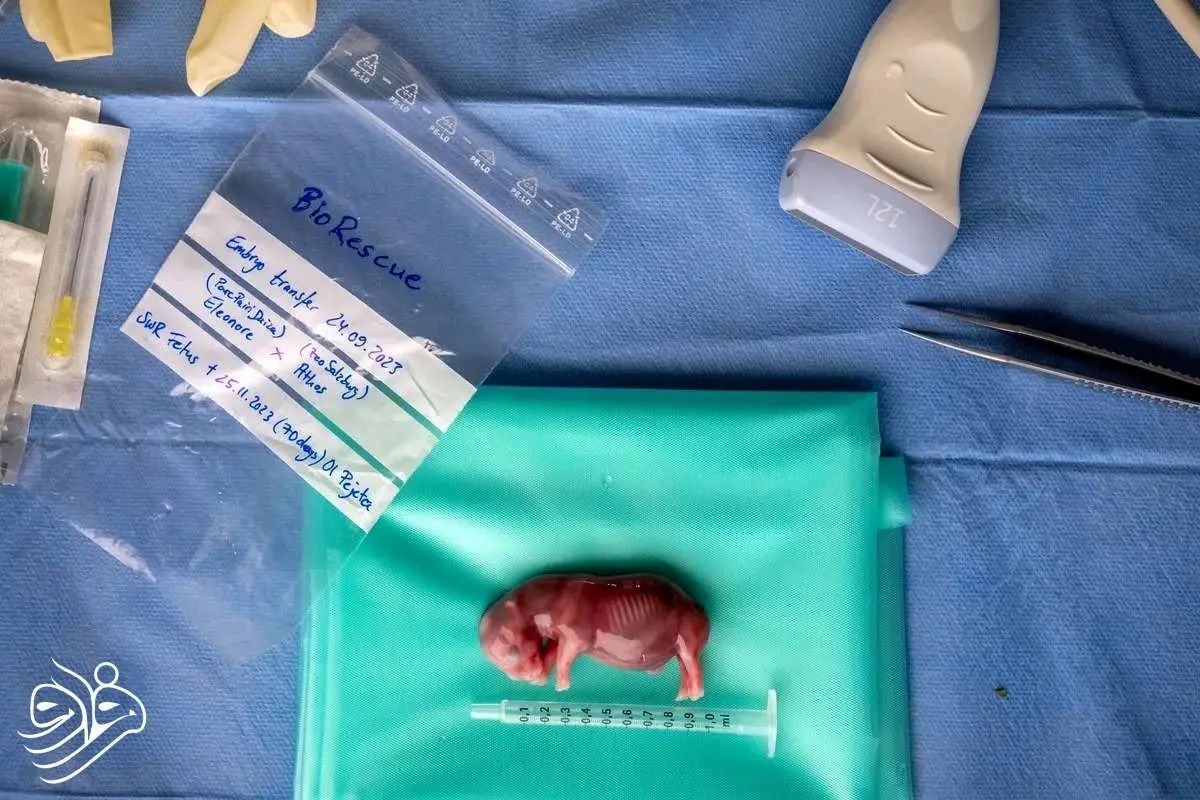 برترین تصاویر علمی ماه اکتبر: از جنین کرگدن تا پرتاب موشکهای فضایی