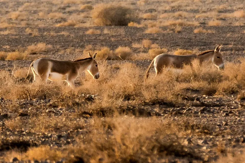 تصاویر؛ پارک ملی کویر؛ امید گور ایرانی