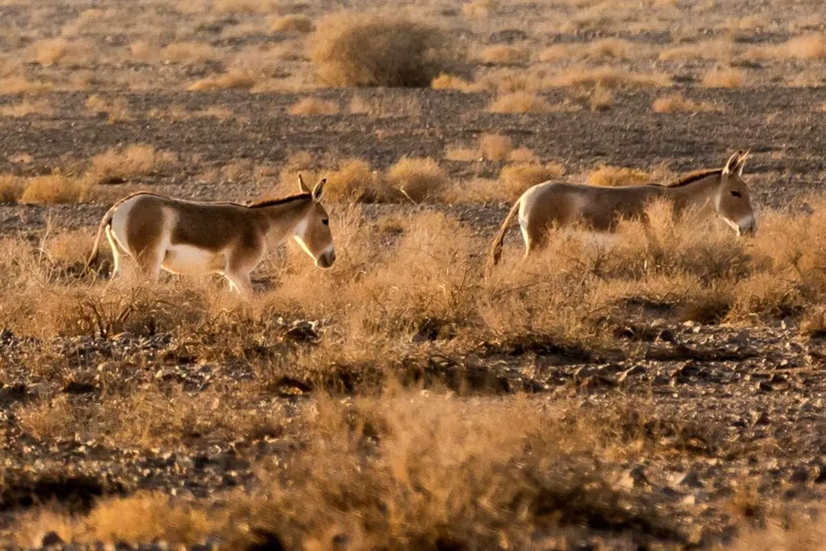 تصاویر؛ پارک ملی کویر؛ امید گور ایرانی