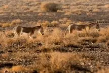 تصاویر؛ پارک ملی کویر؛ امید گور ایرانی