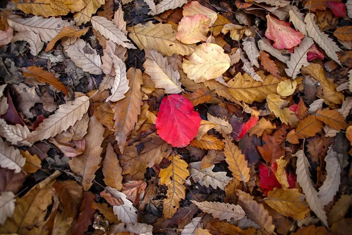 تصاویر؛ طبیعت دیدنی جنگل‌های شمال در پاییز