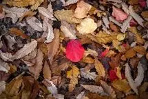 تصاویر؛ طبیعت دیدنی جنگل‌های شمال در پاییز