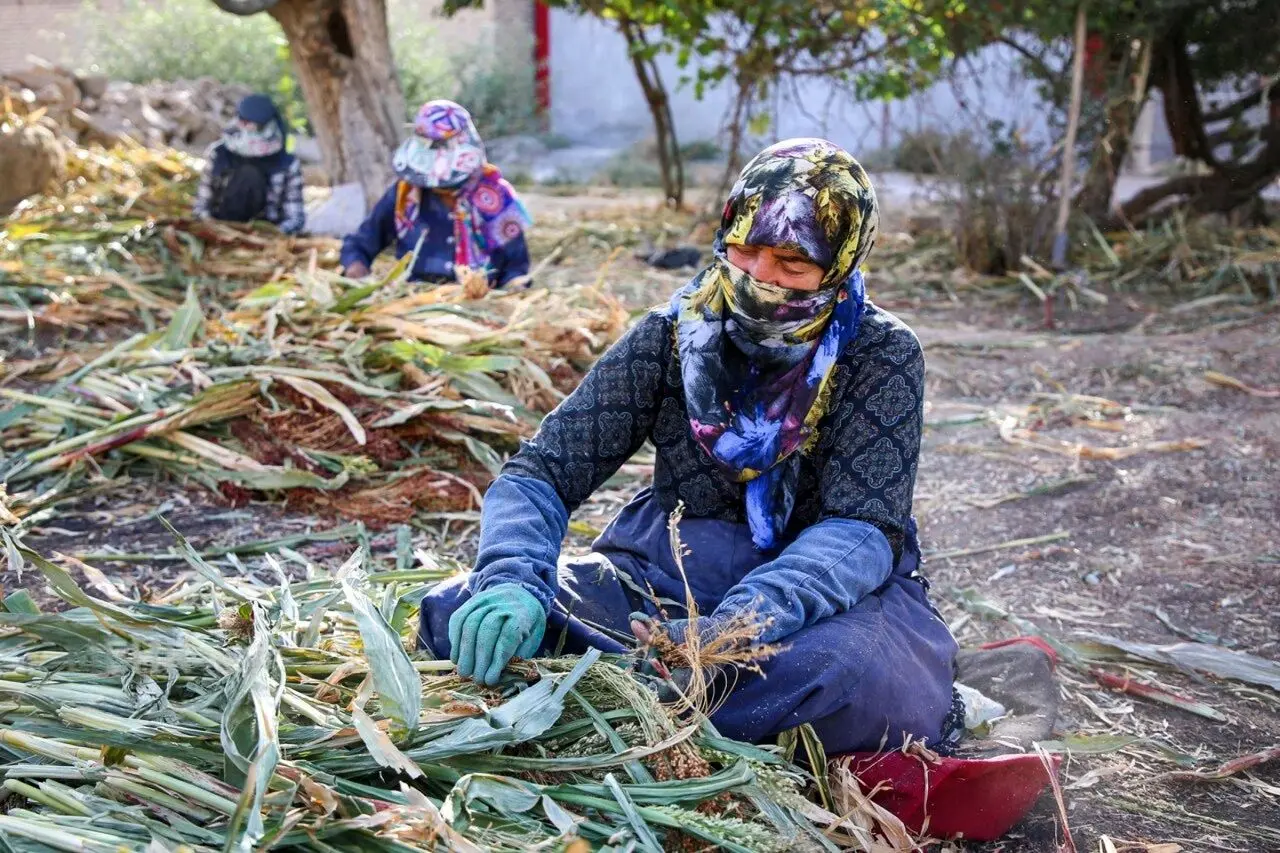 تصاویر؛ هنر سنتی «جاروبافی» در روستای ملاحسن
