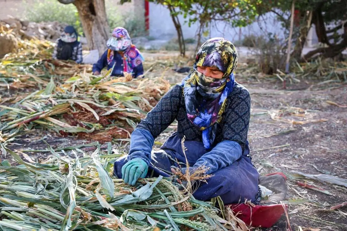 تصاویر؛ هنر سنتی «جاروبافی» در روستای ملاحسن