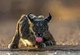 تصاویر؛ برندگان مسابقه عکاسی مسافر در سال ۲۰۲۵