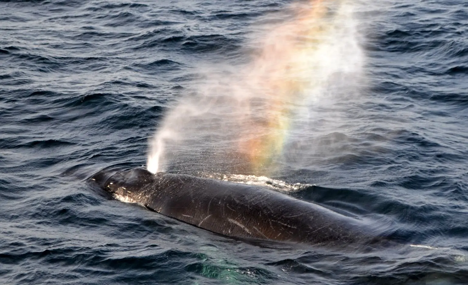 بازدم نهنگ، رنگین‌کمان‌های شگفت‌انگیز ایجاد کرد