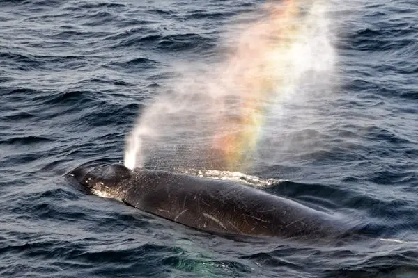 بازدم نهنگ، رنگین‌کمان‌های شگفت‌انگیز ایجاد کرد