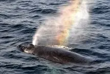 بازدم نهنگ، رنگین‌کمان‌های شگفت‌انگیز ایجاد کرد