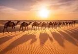سایه شترها بر شن‌های طلایی 