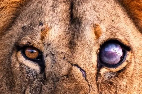 با یک چشم، اما هنوز پادشاه؛ روایت نبرد و بقا در دل حیات‌ وحش