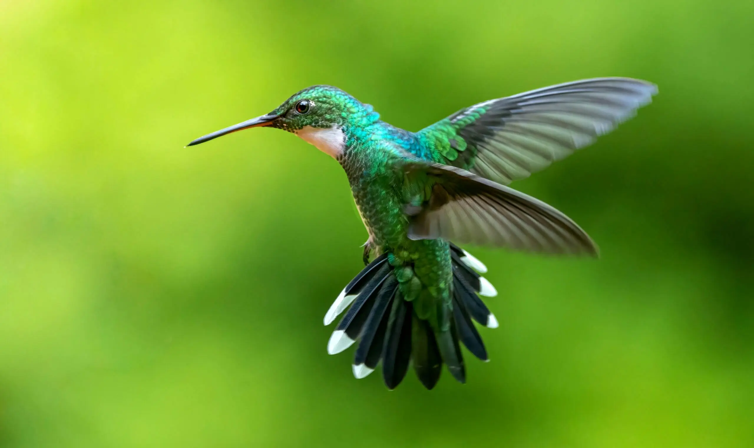 ببینید؛ ترفند جالب برای آزادی مرغ مگس‌خوار گرفتار در خانه 