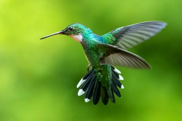 ببینید؛ ترفند جالب برای آزادی مرغ مگس‌خوار گرفتار در خانه 