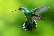 ببینید؛ ترفند جالب برای آزادی مرغ مگس‌خوار گرفتار در خانه 