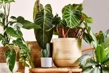 زیباترین گیاهان آپارتمانی برای پاییز

