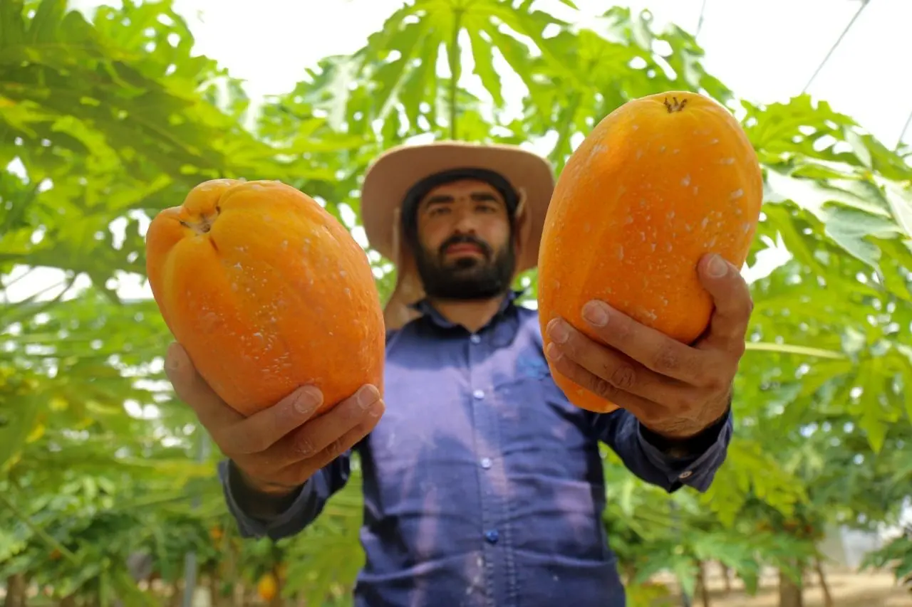 تصاویر؛ مزرعه «پاپایا»