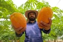 تصاویر؛ مزرعه «پاپایا»