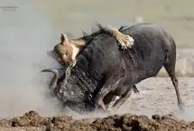 ببینید؛ کمین خارق‌العاده شیر ماده برای شکار گوزن یالدار