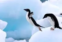 مدفوع پنگوئن‌ها قطب جنوب را خنک نگه می‌دارد!