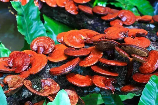 قارچ سنتی که به جنگ پوکی استخوان می‌رود
