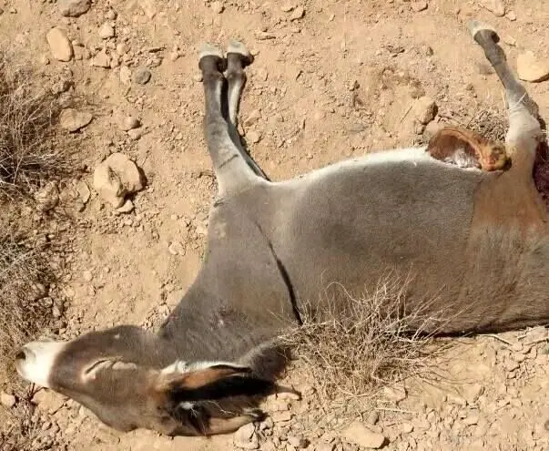 ماجرای کشتار الاغ‌های بی‌صاحب در میناب چیست؟